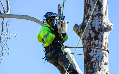 Safety of Tree Climbing
