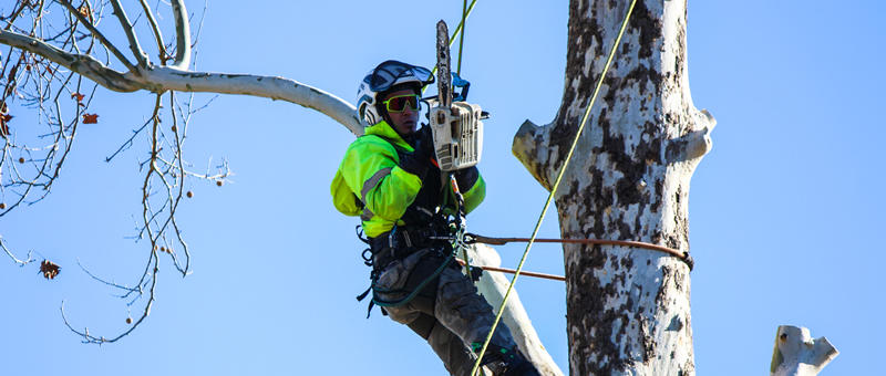Safety of Tree Climbing