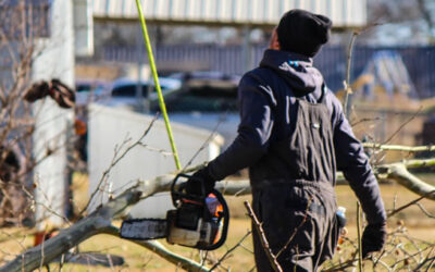 Why Removing a Large Branch Often Creates More Risk