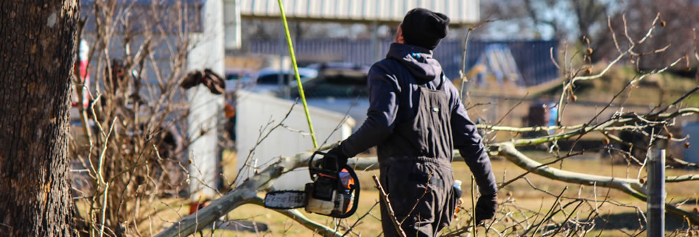 Why Removing a Large Branch Often Creates More Risk