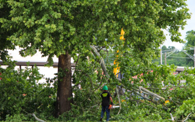 Branching Out: Top Tips for Summer Tree Care with GreenLove Tree Service